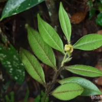 Diospyros trichophylla Alston